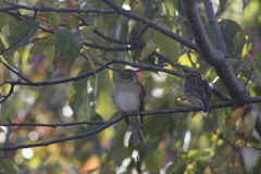 Spizella passerina passerina
