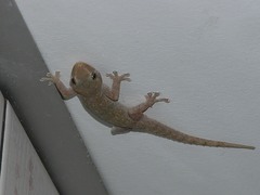 Hemidactylus frenatus