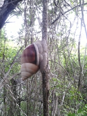 Orthalicus maracaibensis