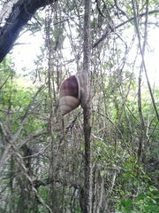 Orthalicus maracaibensis