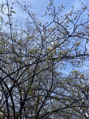 Cornus officinalis