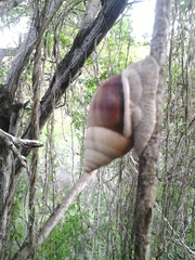 Orthalicus maracaibensis