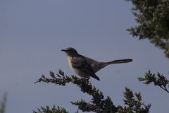 Mimus polyglottos polyglottos