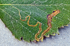 Stigmella lapponica