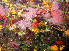Corallium rubrum