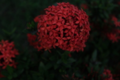 Ixora