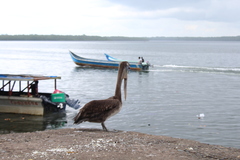 Pelecanus occidentalis