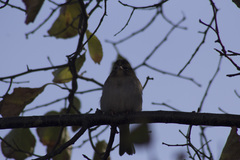 Spizella passerina passerina