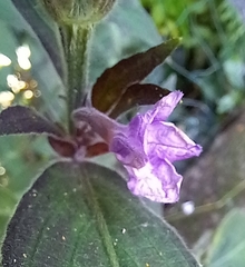 Ruellieae