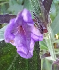 Ruellieae