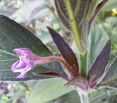 Ruellieae
