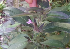 Ruellieae