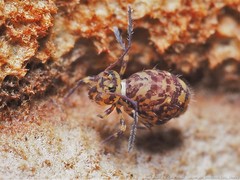 Ptenothrix marmorata
