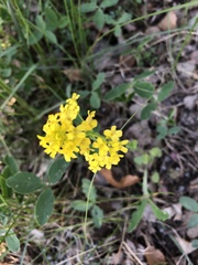 Brassicaceae