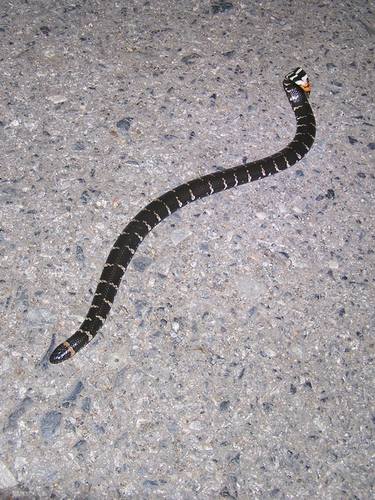 Cylindrophis jodiae
