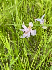 Calopogon oklahomensis