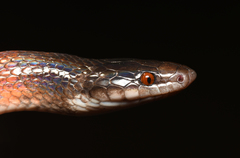Pseudoboa neuwiedii