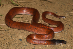 Pseudoboa neuwiedii