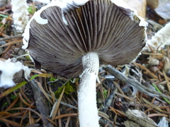 Stropharia ambigua