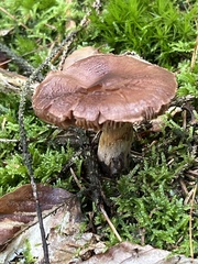 Cortinarius torvus