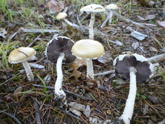 Stropharia ambigua
