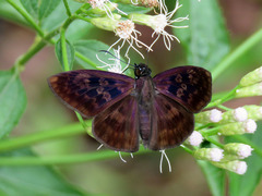 Anastrus sempiternus
