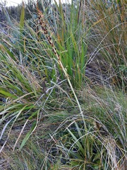 Aciphylla hookeri