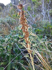 Aciphylla hookeri