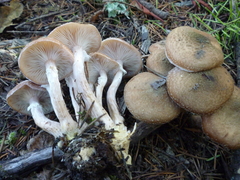 Armillaria