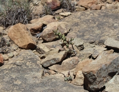Crassula mesembryanthoides mesembryanthoides