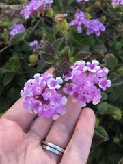 Lantana montevidensis
