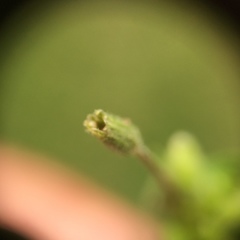 Stellaria apetala