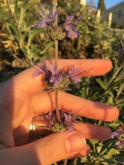 Salvia leucophylla
