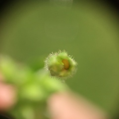 Stellaria apetala