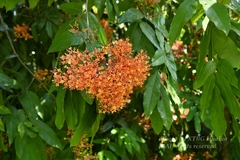 Saraca declinata
