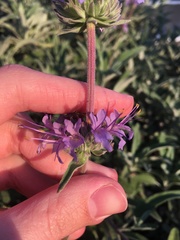 Salvia leucophylla
