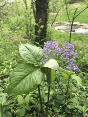Phlox divaricata laphamii
