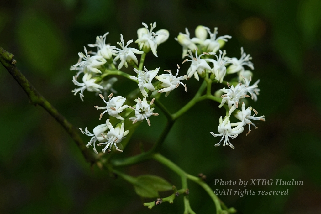 Ehretia tsangii