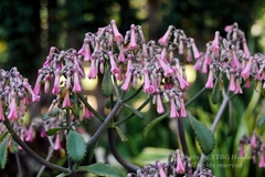 Kalanchoe laetivirens