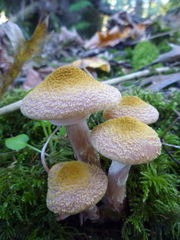 Armillaria