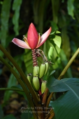 Musa rubinea