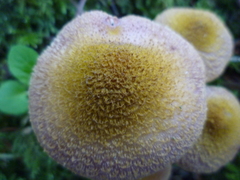 Armillaria