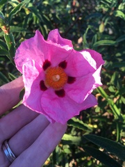 Cistus × purpureus