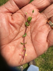 Stellaria apetala