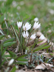 Amana erythronioides