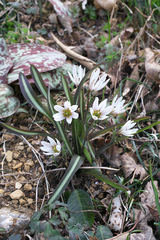 Amana erythronioides