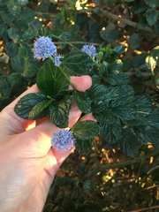 Ceanothus thyrsiflorus