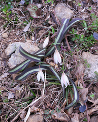 Amana erythronioides