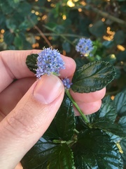 Ceanothus thyrsiflorus
