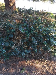 Ceanothus thyrsiflorus